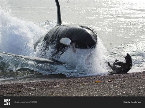 Killer Whale Beaching Itself To Try To Catch A Seal Stock Photo Offset