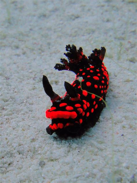 Nudibranchs Sea Slug Beautiful Sea Creatures Sea Snail