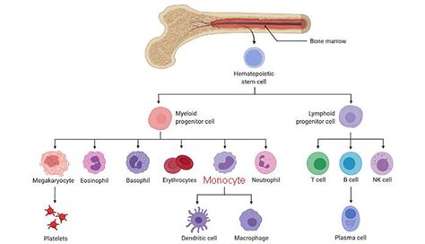How Monocytes Function In The Body Page 2 New Life Ticket