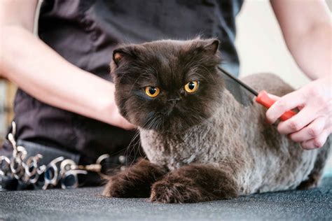 Cat Grooming Nashville: Best in Music City | WashPaw — WashPaw