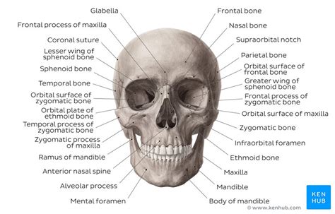 Skull Bones Anterior View