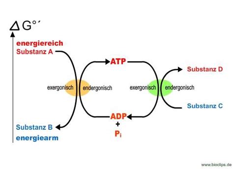 En önemli işlevi hücre içi atp, yapısındaki fosfatlar arasında yüksek enerjili bağlar oluşturur ve hücrenin ihtiyaç duyması. ATP ADP? (Schule, Biologie, System)