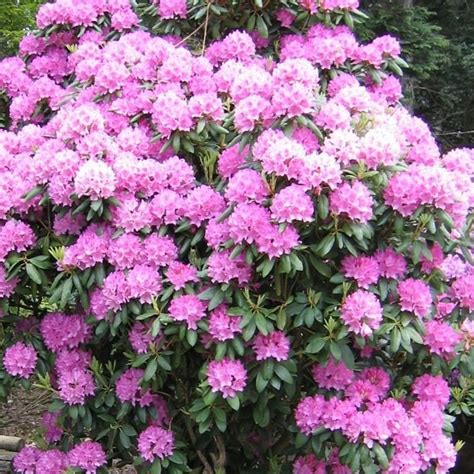 Rhododendron Roseum Elegans Evergreen Bushy Pink Flowering Garden Shrub