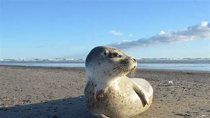 Seal Seals Lion Sea Ho Wallpapers Judy