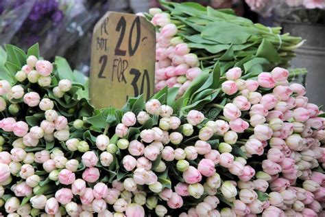 Lots Of Pink Tulips In A Flower Shop Stock Photo Image Of Spring