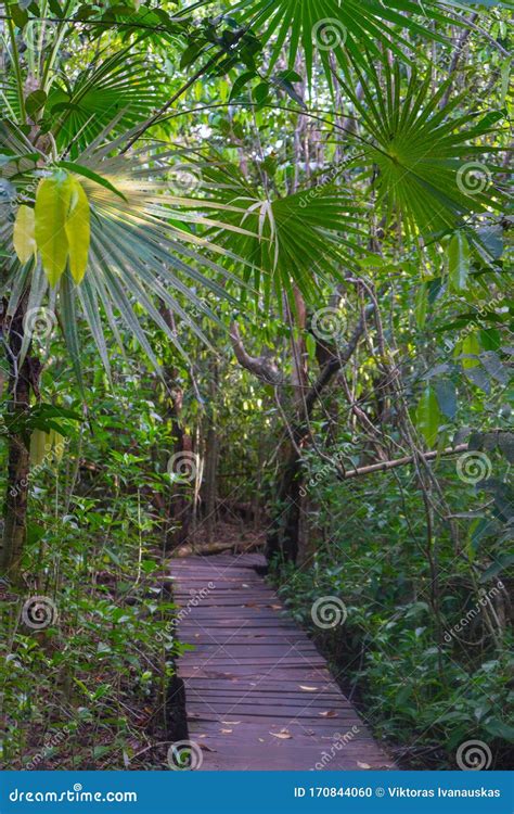 Path In The Jungle Near Muyil Lush Greenery Of Tropical Forest Travel