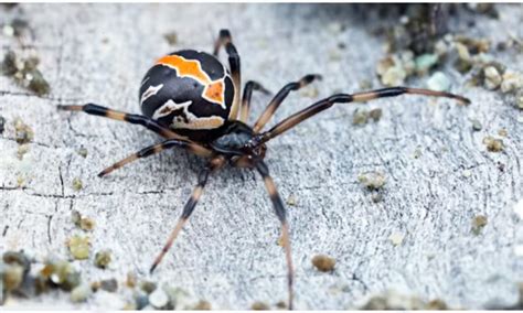 20 Most Dangerous Venomous Spiders Of The Worlds Page 16 Of 20 10