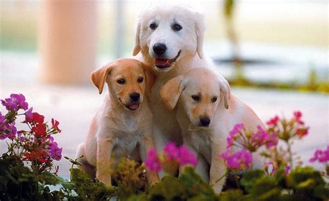Cute Dog Puppy Image Hd Wallpapers