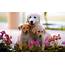 Cute Dog Puppy Image  HD Wallpapers