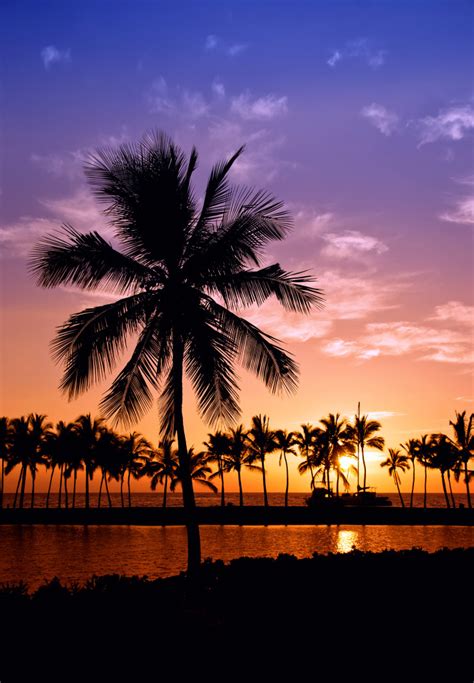 Hawaiian Palm Tree Sunset Custom Wallpaper