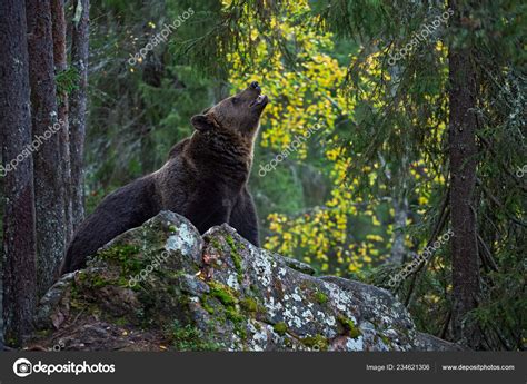Bear Rocks Adult Big Brown Bear Autumn Forest Scientific Name — Stock