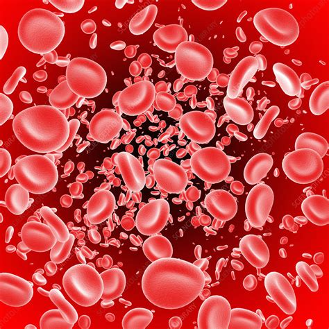 Red Blood Cells Stock Image P2420449 Science Photo Library