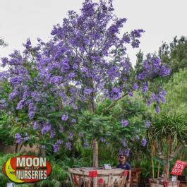 Males are cylindrical in a tight cluster at branch tips; Jacaranda Tree | Flowering Trees | Moon Valley Nurseries
