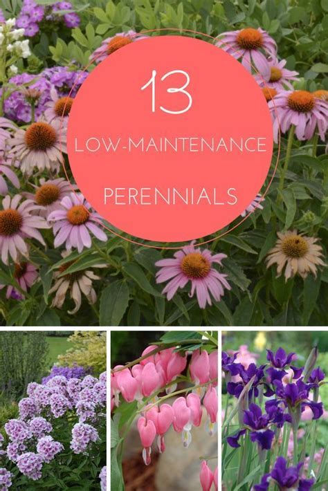 13 Low Maintenance Perennials For Any Garden Hgtvgardens