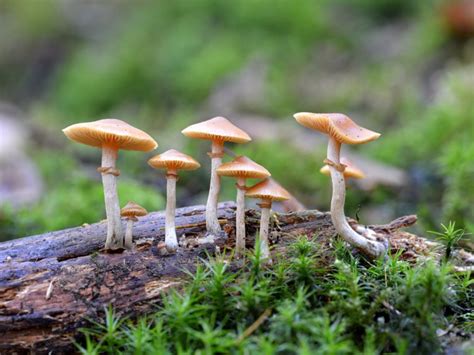 Should Magic Mushrooms Be Legal The Fight For Botanicals