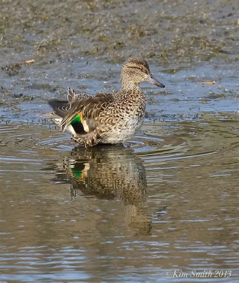 Birds Of New England Divers Or Dabblers And The Green Winged Teal