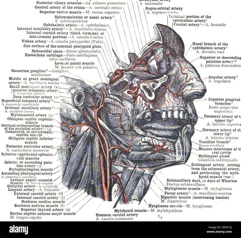 The Anatomy Of Facial Artery With Detailed Information On A White