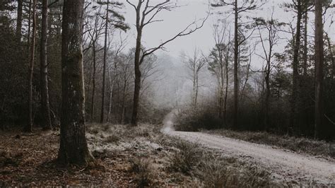 Download Wallpaper 3840x2160 Forest Path Fog Trees