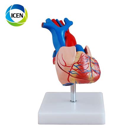 In 306 Pvc Life Size Heart Model Anatomical Human Organs Model For