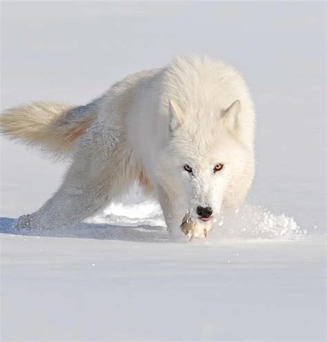 Wildlife Planet Wildlifeplanet On Instagram “arctic Wolf Photo By
