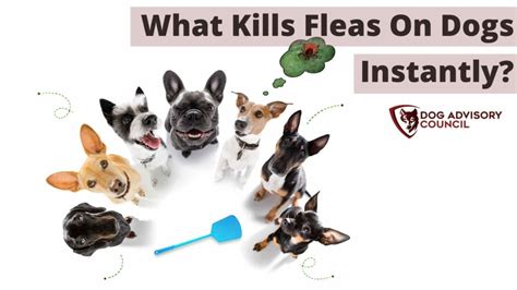 What Kills Fleas On Dogs Instantly Explained Dog Advisory Council