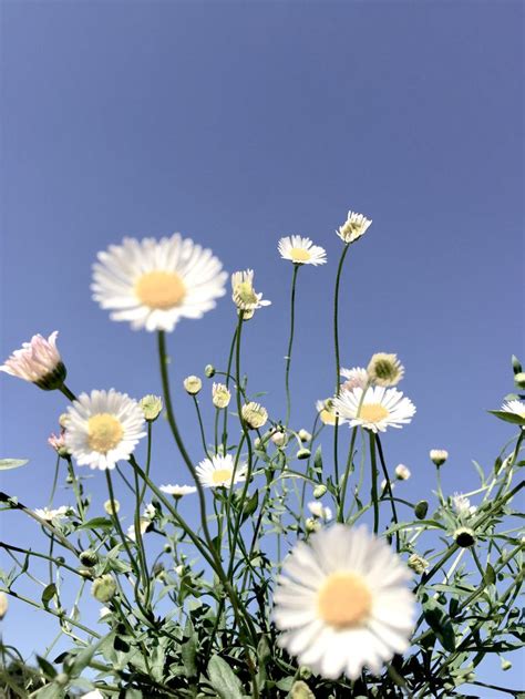 1400x2489 download premium illustration of white daisy patterned mobile wallpaper in 2020. Sunny Daisy | Daisy, Aesthetic backgrounds, Aesthetic ...