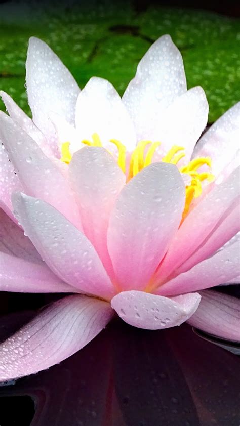 Download 1080x1920 Wallpaper Pink Flower Lotus Flower Lake Bloom