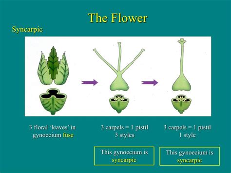 Ppt The Flower What Is It Powerpoint Presentation Free Download
