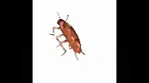dancing cockroach but its distorted youtube
