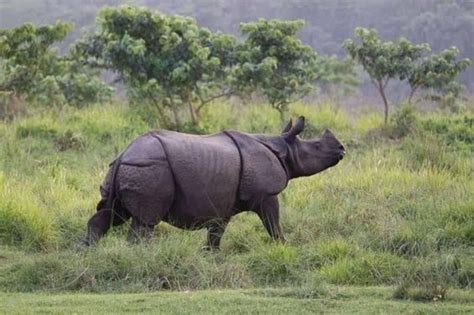 Nepal Sees Conservation Success As Rhino Population Grows By 16