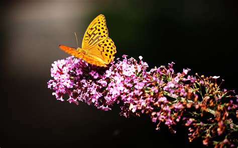 Butterfly Wallpaper Hd Nature Flower