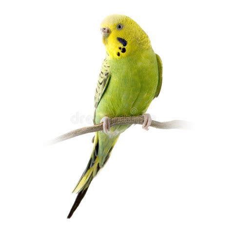 Yellow And Green Budgie Stock Image Image Of Head Parakeet 2332273
