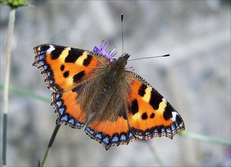 How To Care For Hibernating Butterflies Butterfly Conservation Ireland