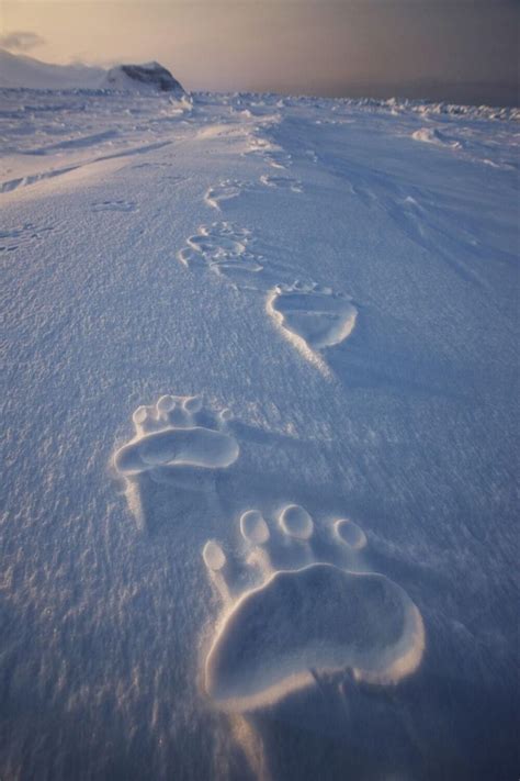 Polar Bear Tracks Polar Bear And Footprints
