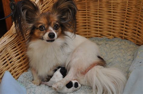 It is a good listener, it loves the kids, but it is retained to strangers. Road's End Papillons : 1/2 Day old Papillon Puppies , just born