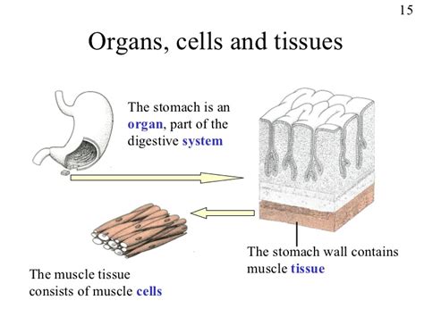 Powerpoint, cells and tissues