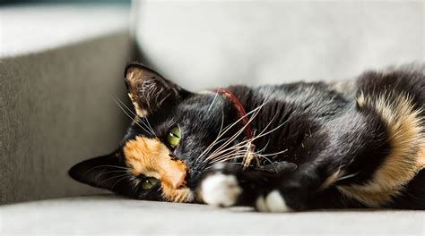 Staph Infection In Cats Bladder