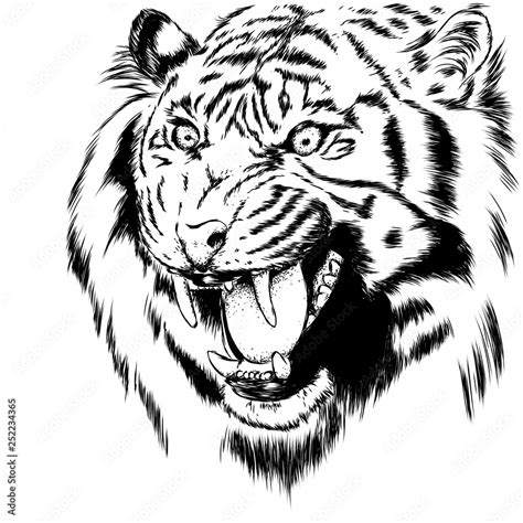 Beautiful Tiger With Open Mouth And Fangs Wild Animal Predator