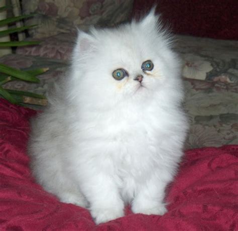 John froning and andrea mercer are licensed mn veterinarians, treating all types of pets. Persian Cats For Sale | Minneapolis, MN #288547 | Petzlover