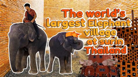 The Worlds Largest Elephant Village At Surin Thailand Surinelephant