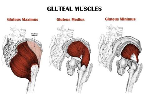 Why Glute Medius Is So Important