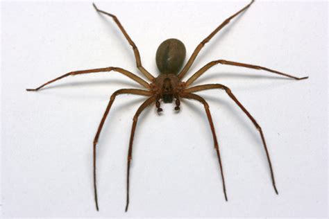 Are There Brown Recluse Spiders On Martha's Vineyard? - The Real Cape