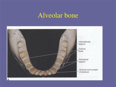 Alveolus Bone Anatomy