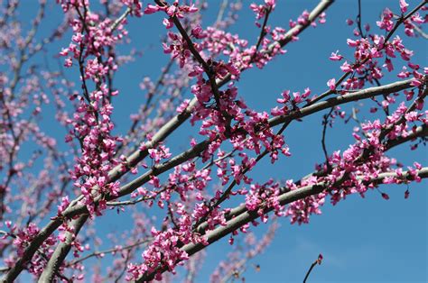 Forest Pansy Redbud