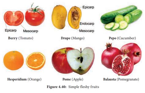 Simple Fruits And Its Types Fleshy And Dry Fruit Botany