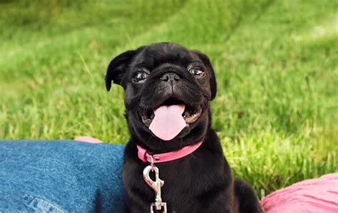Premium Photo Cute Black Puppy Pug Summer Portrait Funny Dog On A