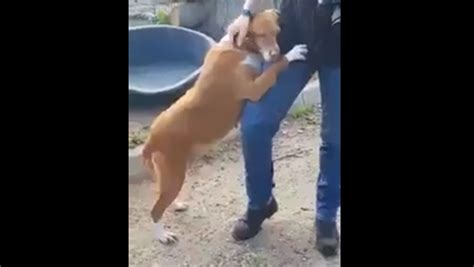 Une scène émouvante un chien abandonné adopté par un journaliste Sputnik Afrique