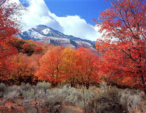 Utah Usa Bigtooth Maple Trees Acer Gradidentatum In Autumn On
