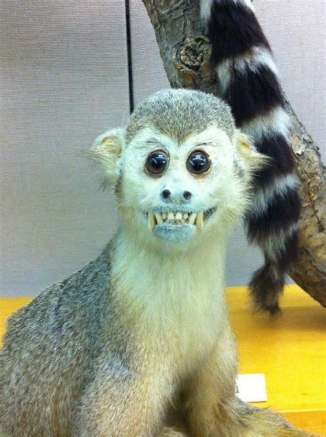 Badly Stuffed Animals Facebook Collates The Very Best Of Bad Taxidermy