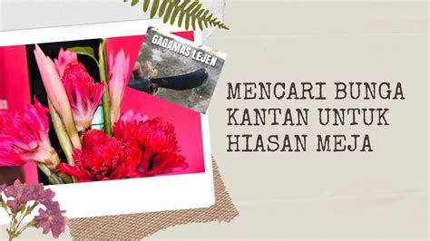 Menanam bunga hias gantung untuk mempercantik teras dan halaman rumah minimalis. MENCARI BUNGA KANTAN UNTUK HIASAN MEJA - YouTube